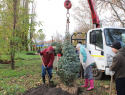 В парке бобровского села Коршево высадили хвойные деревья