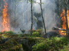 В Воронежской области зарегистрировали почти 1 тыс случаев горения сухой травы