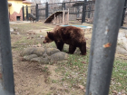 В Воронежском зоопарке раньше времени проснулись медведи