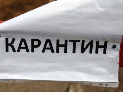 В поселке Аннинского района сняли карантин по бешенству