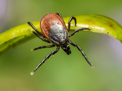 В Воронежской области от клещей пострадали 65 человек