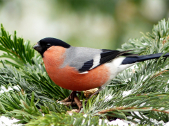 Экологи призвали воронежцев бороться с браконьерами на Благовещение