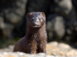 В Воронежской области обнаружили бешеную норку