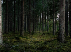 В Воронежской области стартовала весенняя посадка леса