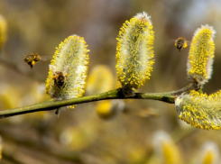 Жителей Воронежской области предупредили о начале сезона цветения ольхи и лещины