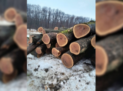 В Бобровском районе начали вырубку вековых дубов