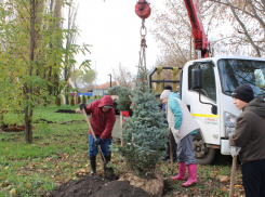 В парке бобровского села Коршево высадили хвойные деревья