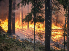 Высший класс пожароопасности объявили спасатели в Воронежской области 