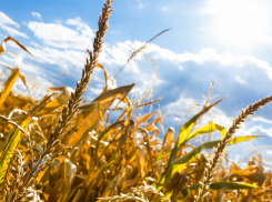 Посевы фермера из Аннинского района арестовали из-за миллионного долга