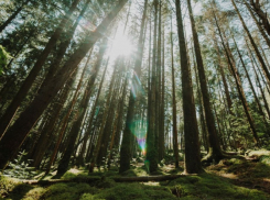 В 2025 году в Воронежской области обнаружили 306 карантинных объектов