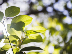Границы Воронежской области расширятся за счет лесных поселков