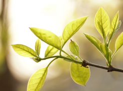 Воронежская область поднялась в рейтинге качества городской среды