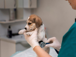 В Аннинском районе осудили бывшего ветврача за получение взяток