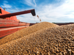 Аграрии Воронежской области собрали 3 млн тонн зерна