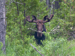 Автомобилистов в Воронежской области предупредили о лосях на дорогах