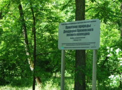 Хреновской лесной колледж проведёт бесплатную экскурсию по дендрарию