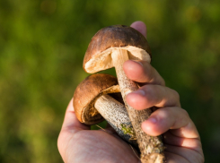 В 2025 году в Воронежской области грибами отравились 46 человек