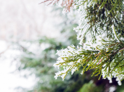 Синоптики дали прогноз на новогоднюю ночь в Воронежской области