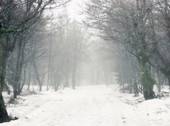 Жителей Воронежской области предупредили о метели и сильном ветре