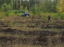 В Воронежской области готовятся к осенней высадке леса