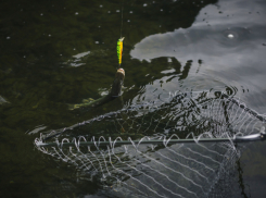 В Аннинском районе рыбаков оштрафовали за ловлю карпов в чужом пруду