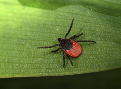 В Воронежской области от клещей пострадали более 1,7 тыс. человек