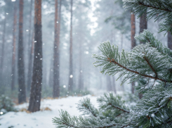 За неделю в Воронежской области из-за гололеда пострадали 1437 человек