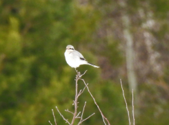 В Хопёрском заповеднике встретили пернатого «мясника»
