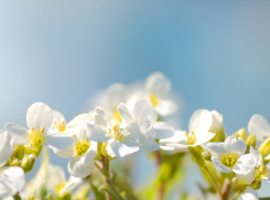Когда в Воронежскую область вернётся весеннее тепло
