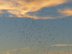 Жители Аннинского района сообщили о нашествии мошек