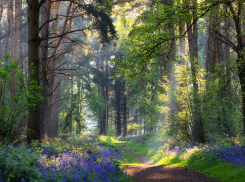 В Воронежской области начали подготовку к весенней посадке леса