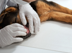 В Таловском районе проводят бесплатную прививку от бешенства