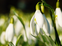 Жителям Воронежской области перечислили правила поведения в весенних лесах