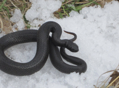 В Воронежской области от зимней спячки проснулись гадюки Никольского