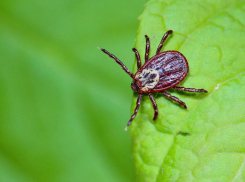 В Воронежской области увеличилось количество нападений клещей