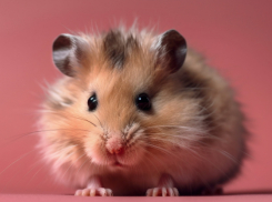 В Воронежской области обнаружили бешенство у белки и хомяка