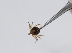 В Воронежской области от укусов клещей пострадали 515 человек