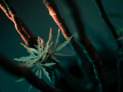 Таловского пенсионера осудили за хранение марихуаны и пороха