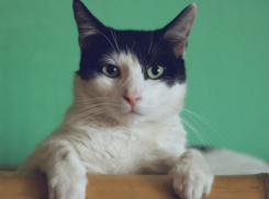 В Эртиле ввели карантин по бешенству