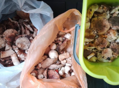 В Воронежской области начался осенний грибной бум