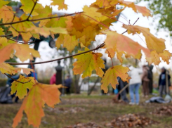 В субботнике в Воронежской области приняли участие  более 100 тыс человек