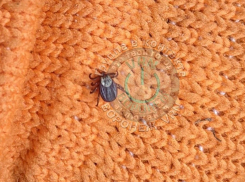 Жители Воронежской области сообщили о проснувшихся в январе клещах