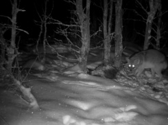 В Хоперском заповеднике и Ломовском парке появились азиатские шакалы