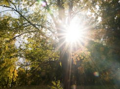 На новой рабочей неделе в Воронежской области потеплеет до +22