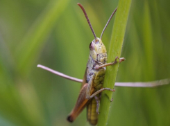 Стоит ли ждать нашествия саранчи на Воронежскую область из-за тёплой зимы?