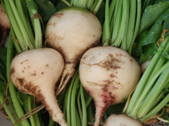 В Воронежской области собрано более 13% сахарной свёклы