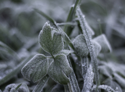 В Воронежской области объявили штормовое предупреждение из-за заморозков