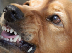 В аннинском селе выявили бешенство у домашней собаки