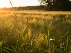 Жителям Воронежской области рассказали о погоде на День знаний