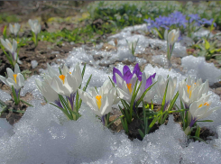 В Воронежской области потеплеет до +6 градусов